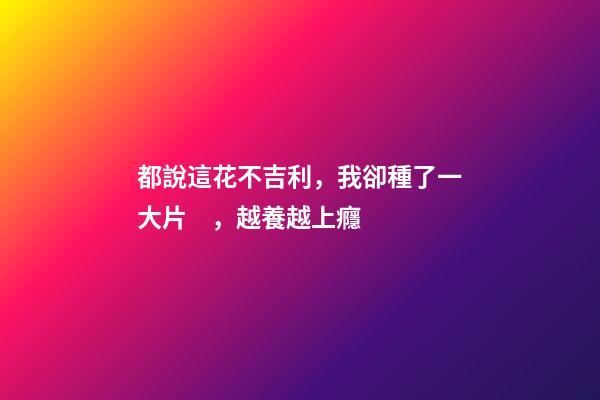 都說這花不吉利，我卻種了一大片，越養越上癮